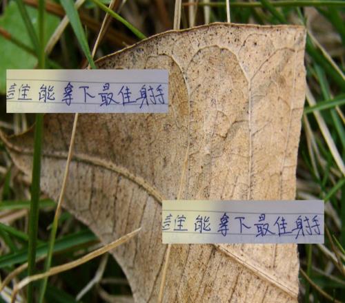 在沒有海港武磊時候中超四大外援誰能拿下最佳射手
