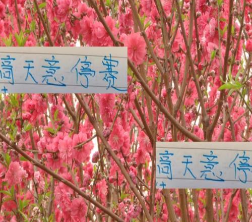 申花好消息！高天意依然是助攻榜一大哥壞消息打山東他停賽