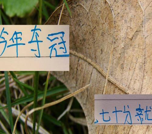 心痛去年申花一下！今年中超冠軍大概70分左右就可以！甚至更低