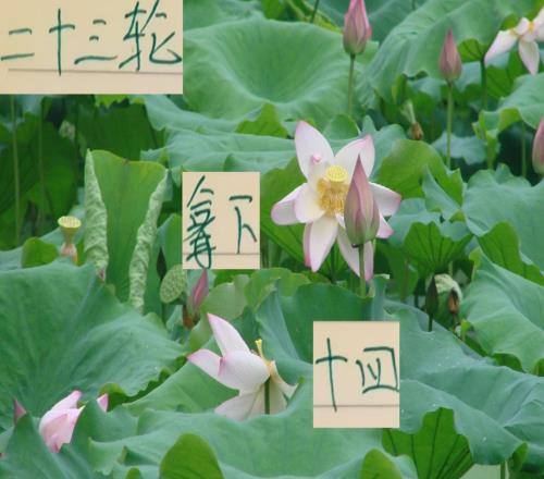 23輪下來！北京國安是贏了14場申花還比他們多贏一次