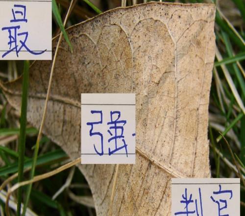 中超最強判官！浙江已經讓申花成都都丟分還能讓海港丟分嗎