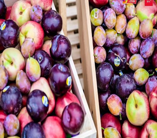 上海櫻花節(jié)女子10公里精英賽燃動春日，智利西梅桃李領跑健康生活