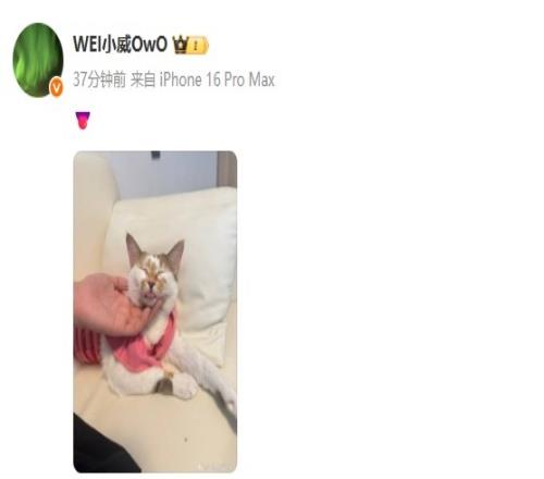 精準(zhǔn)切入！Wei曬貓貓照片：