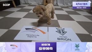 蟹哥被煮了嗎！LCK賽前狗狗預測：HLE勝BROT1勝KT