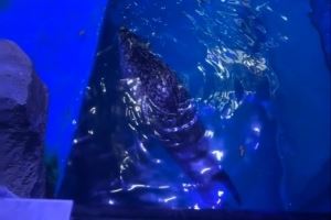 xun曬照分享生活動(dòng)態(tài)：海豹