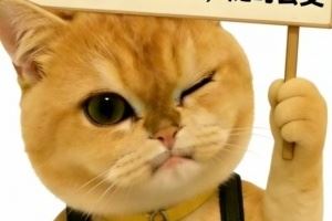 LPL爆料人：BLG二隊上單加入iG，iG輔助Meiko、Jwei二選一，呼吸暫時休息