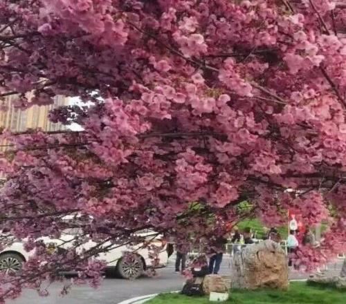 你不開花，有的是樹愿意開花