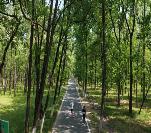 萬(wàn)畝林海藏“神仙賽道”，民權(quán)馬拉松繪就城市新畫(huà)卷