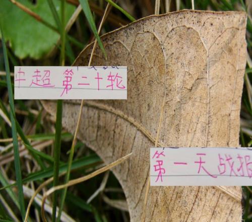 中超20轮第一天战报：深圳能赢申花却能输河南成都零封马莱莱