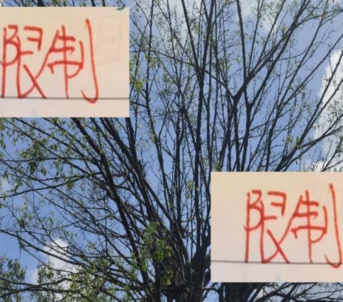 又是工资帽又是限制外援中超三连冠海港在亚冠也无能为力